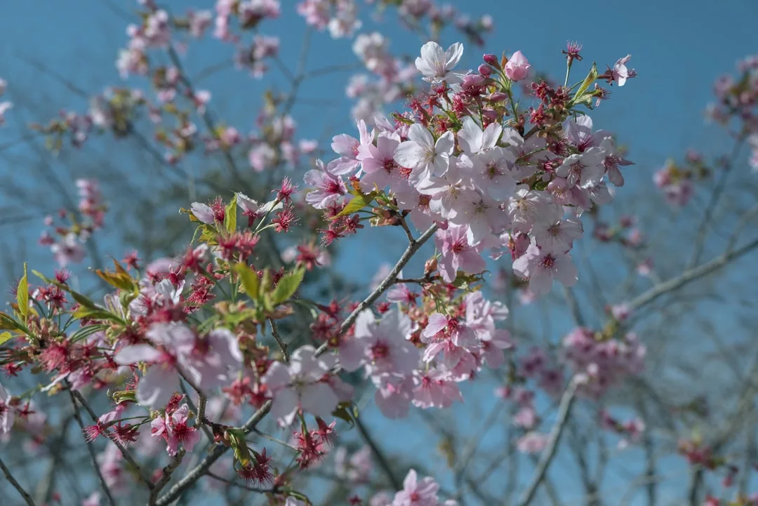 Zweige eines Baumes mit hellrosa blühenden Kirschblüten vor einem klaren blauen Himmel, der an den Frühling auf Mallorca erinnert.