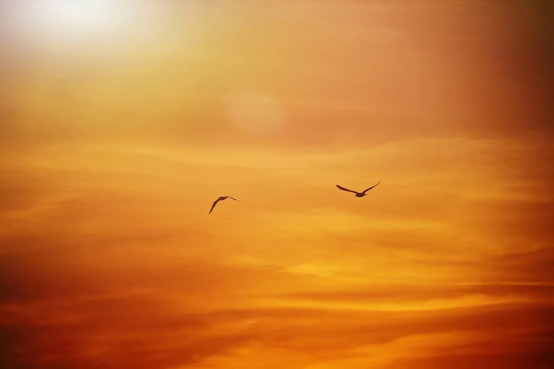 Zwei Vögel fliegen gegen einen leuchtend orange-gelben Sonnenuntergangshimmel auf Mallorca, wobei die Sonne in der oberen linken Ecke zu sehen ist.