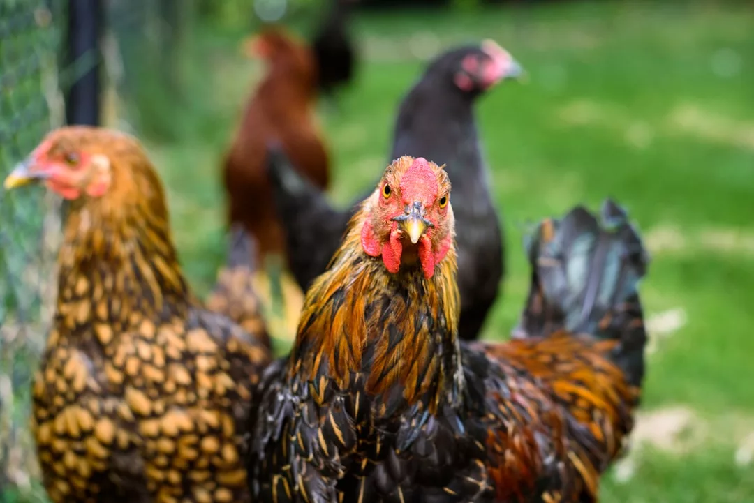 Vier Hühner stehen auf grünem Gras in Mallorca, wobei ein Huhn im Vordergrund direkt in die Kamera schaut.