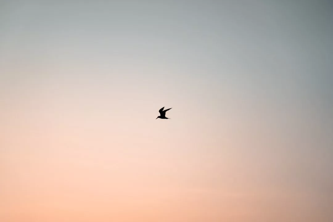Ein einzelner Vogel fliegt bei Sonnenuntergang auf Mallorca gegen einen stufenförmigen Himmel, mit sanften Orange- und Blautönen im Hintergrund.